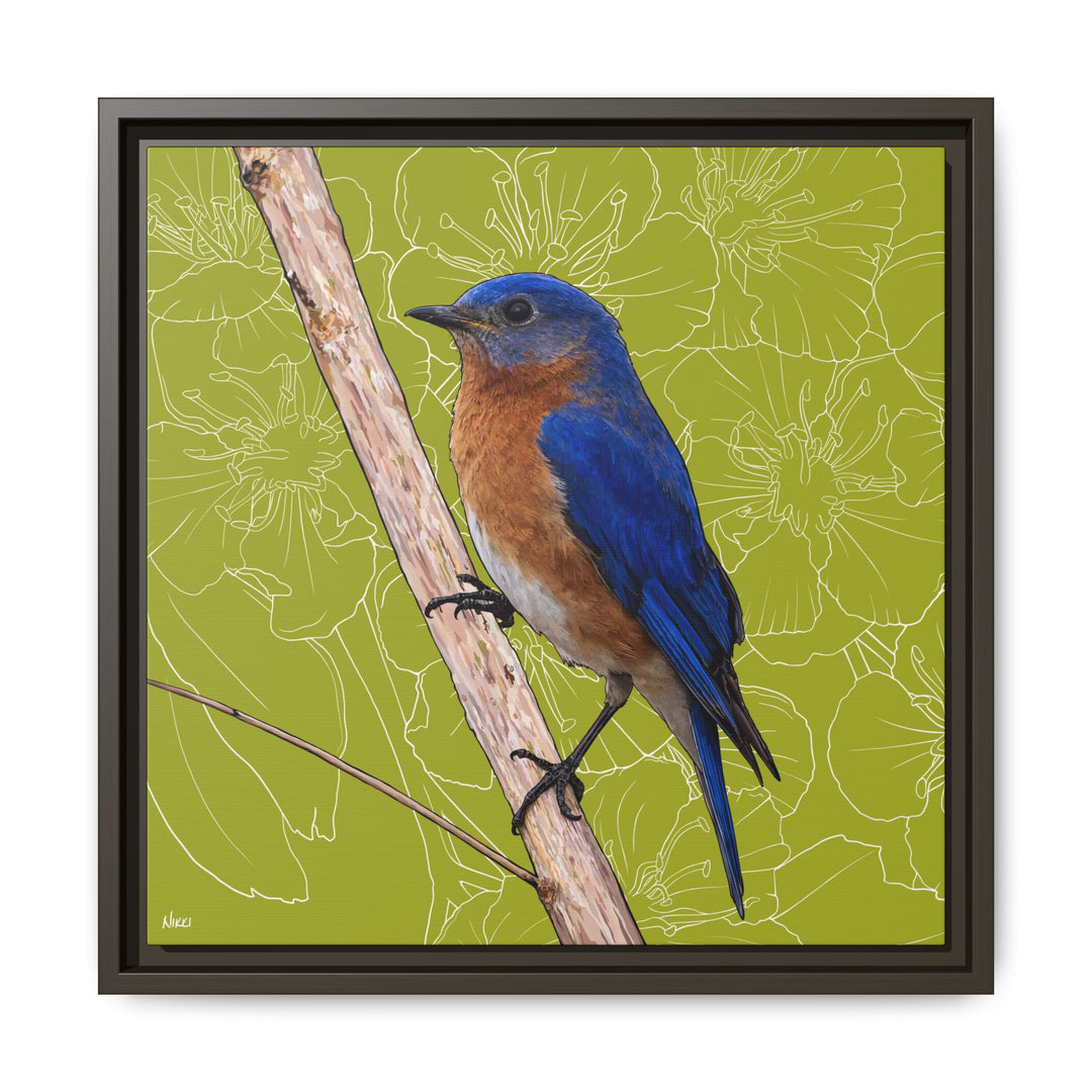 Eastern Bluebird: Missouri State Bird — Framed Canvas Print