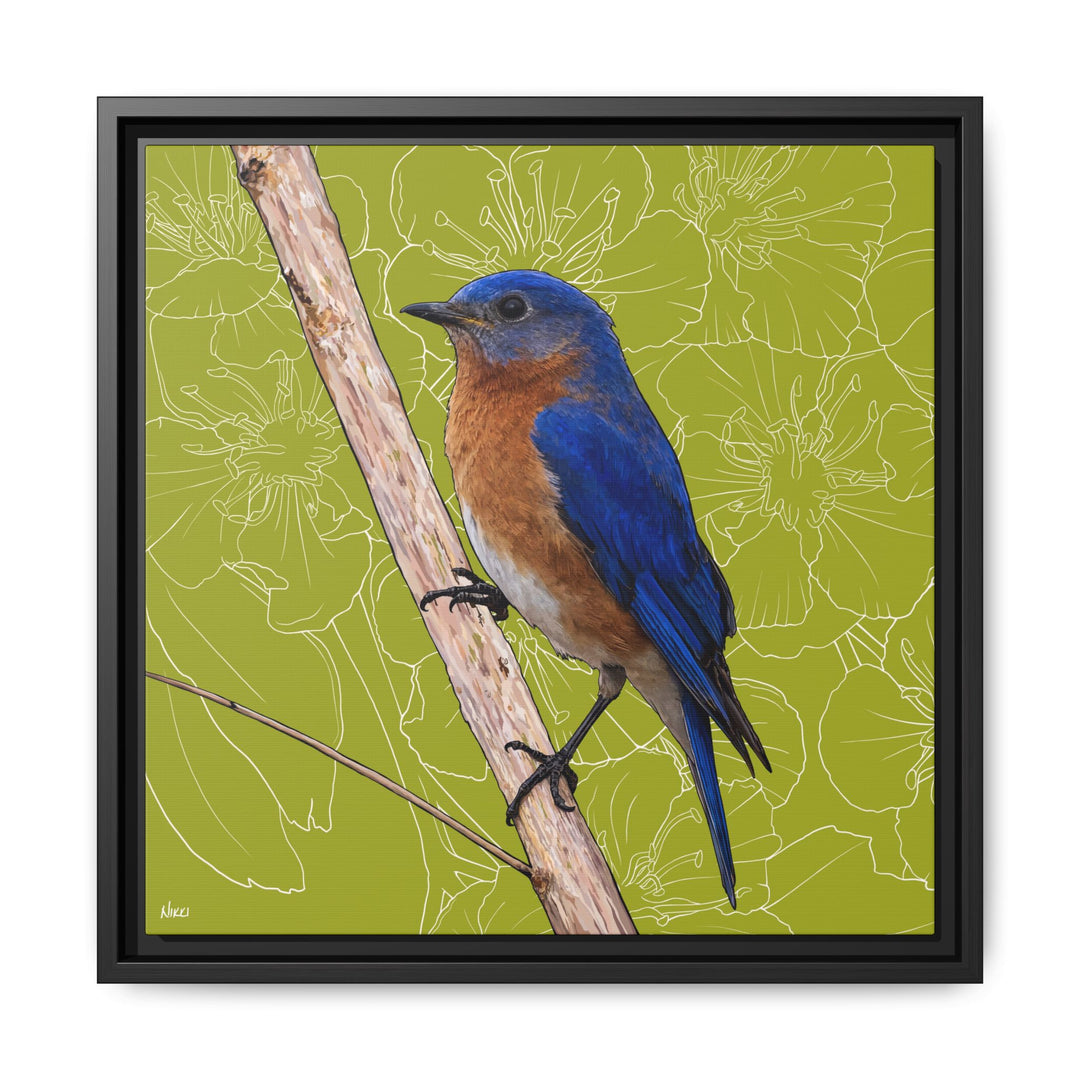 Eastern Bluebird: Missouri State Bird — Framed Canvas Print