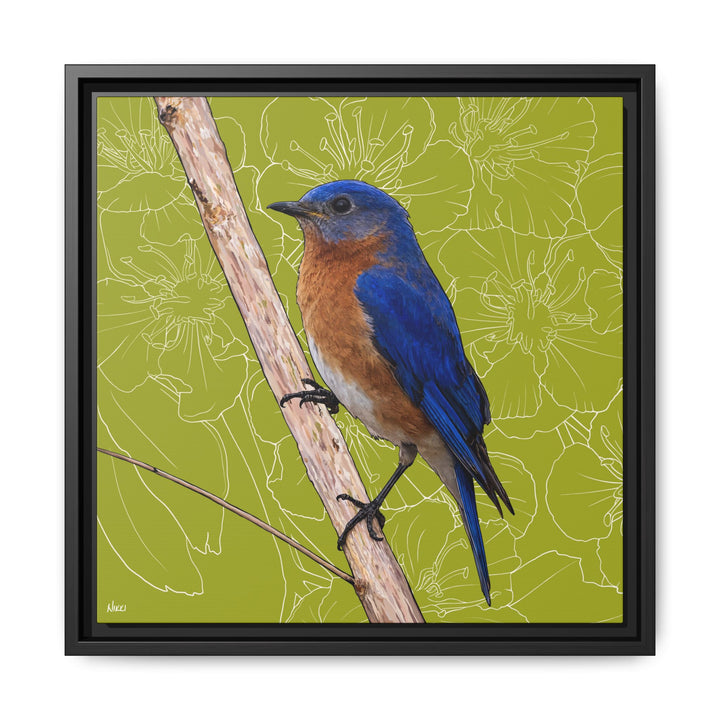 Eastern Bluebird: Missouri State Bird — Framed Canvas Print