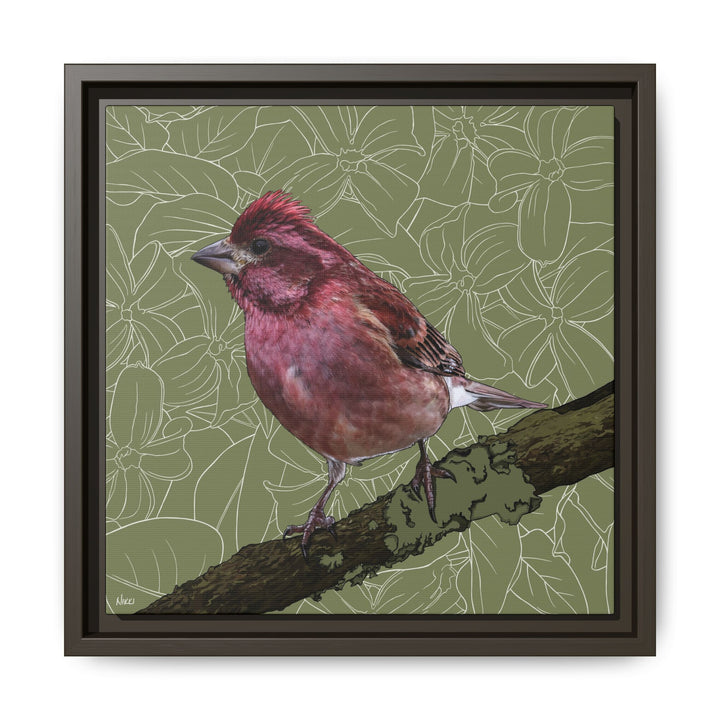 Purple Finch: New Hampshire State Bird — Framed Canvas Print Wall Art