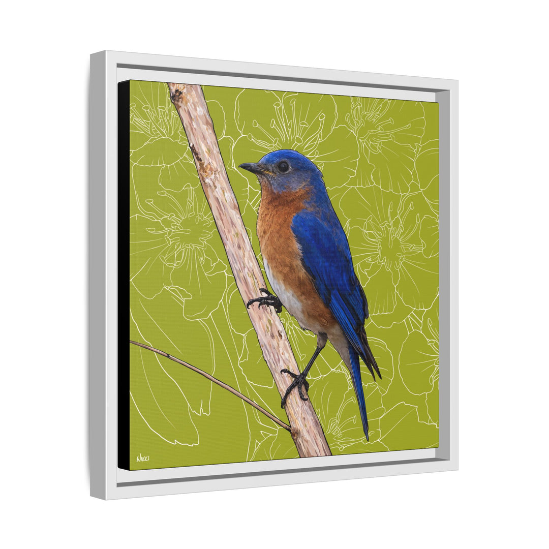 Eastern Bluebird: Missouri State Bird — Framed Canvas Print