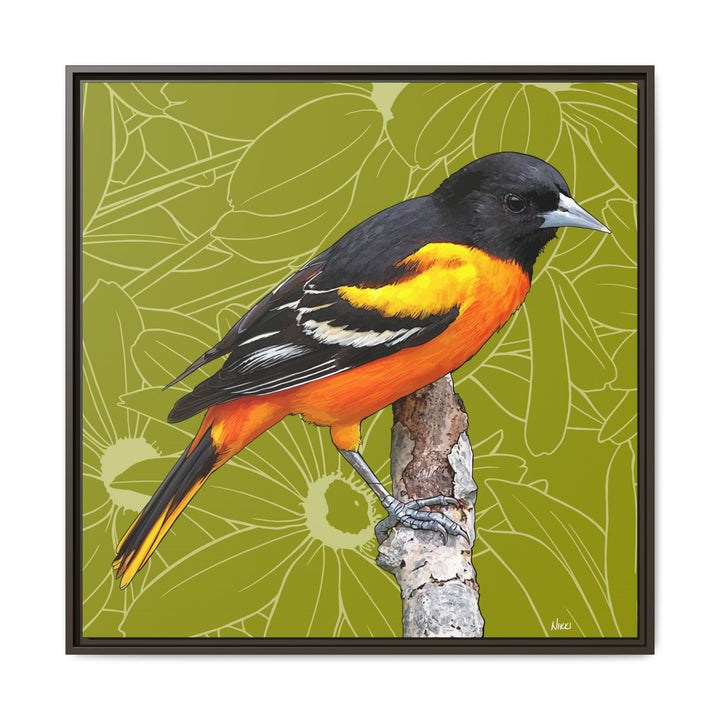 Baltimore Oriole: Maryland State Bird — Framed Canvas Print