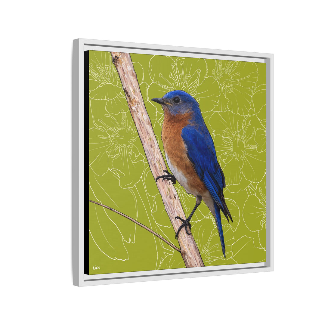 Eastern Bluebird: Missouri State Bird — Framed Canvas Print