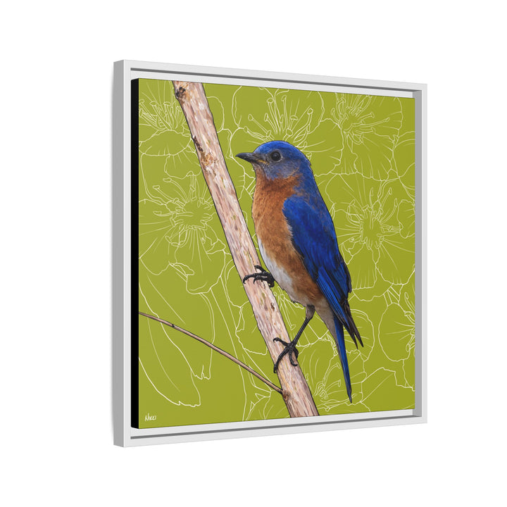 Eastern Bluebird: Missouri State Bird — Framed Canvas Print