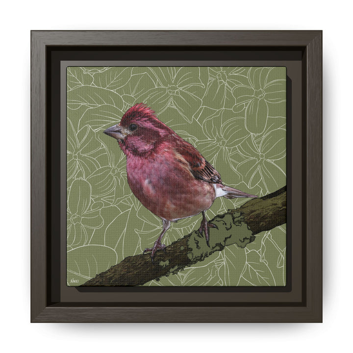 Purple Finch: New Hampshire State Bird — Framed Canvas Print Wall Art
