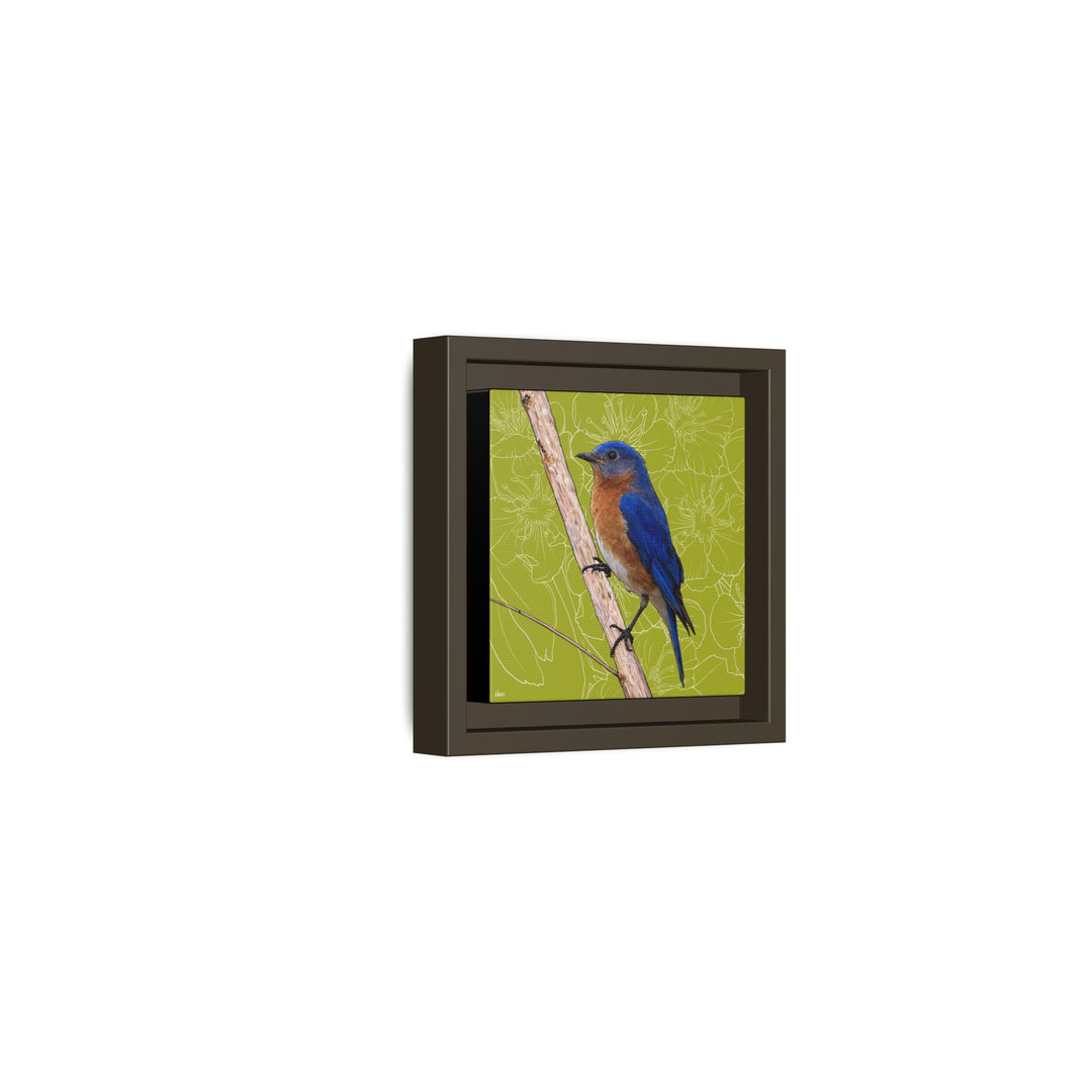 Eastern Bluebird: Missouri State Bird — Framed Canvas Print