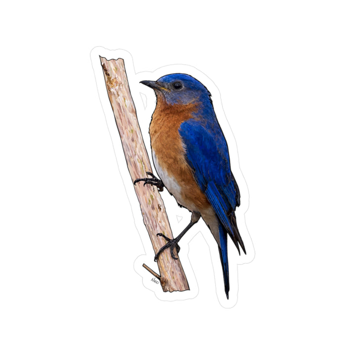 Bluebird Kiss-Cut Vinyl Sticker — Realistic Eastern Bluebird Decal for Laptops, Water Bottles & Windows
