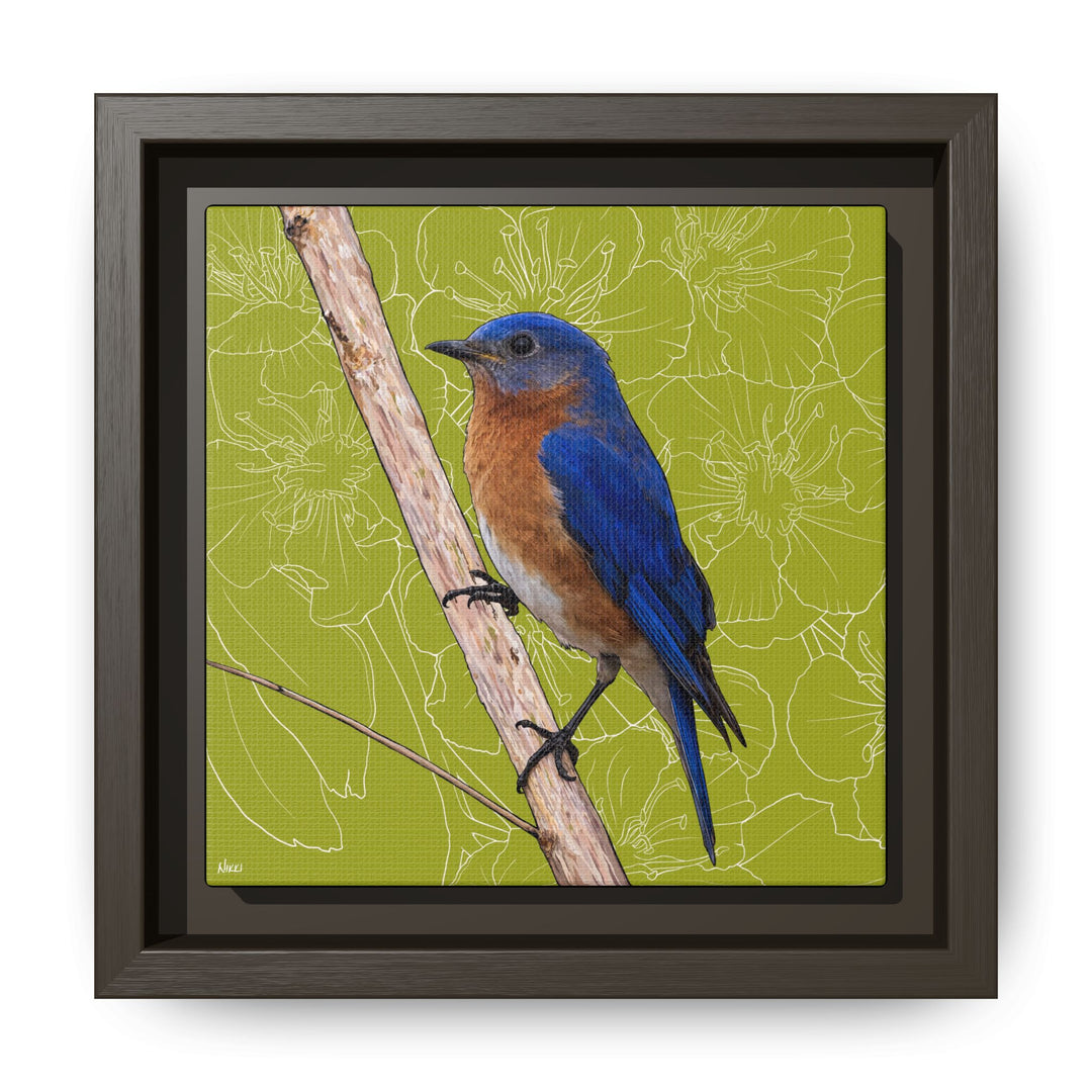 Eastern Bluebird: Missouri State Bird — Framed Canvas Print