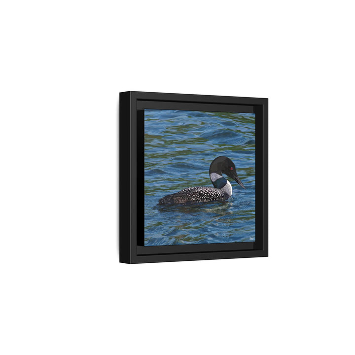Common Loon: Minnesota State Bird — Framed Canvas Print Wall Art