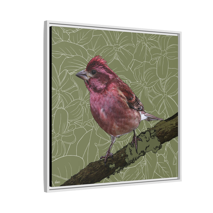 Purple Finch: New Hampshire State Bird — Framed Canvas Print Wall Art