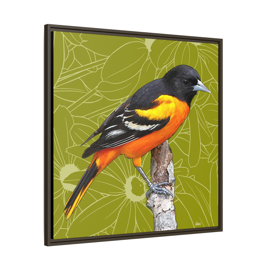 Baltimore Oriole: Maryland State Bird — Framed Canvas Print