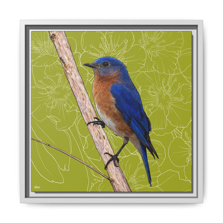 Eastern Bluebird: Missouri State Bird — Framed Canvas Print