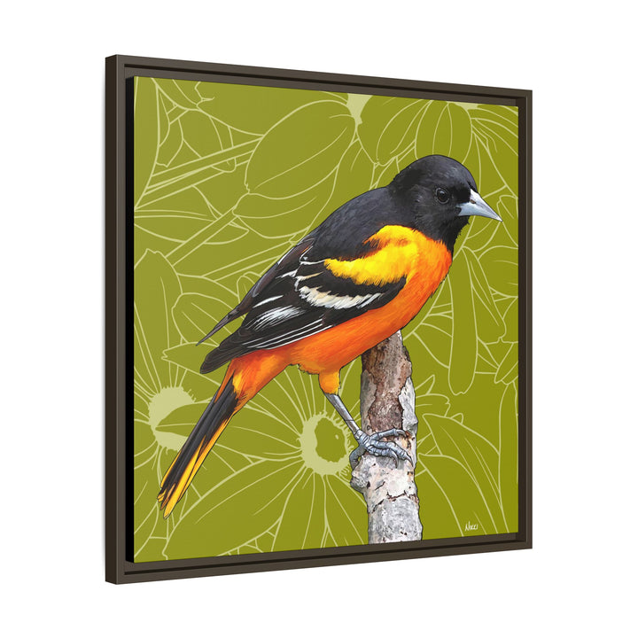 Baltimore Oriole: Maryland State Bird — Framed Canvas Print