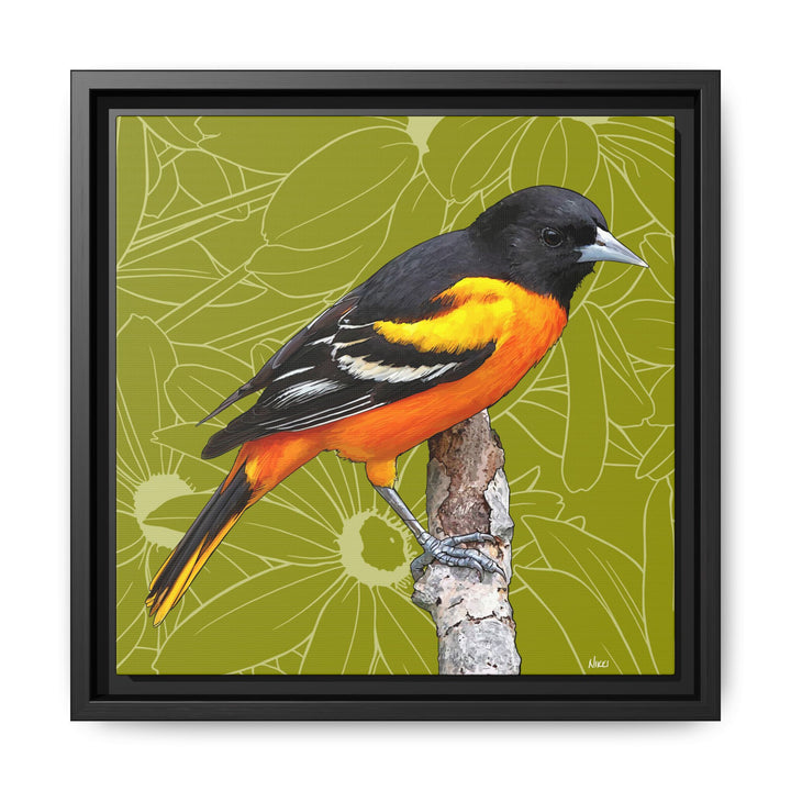 Baltimore Oriole: Maryland State Bird — Framed Canvas Print