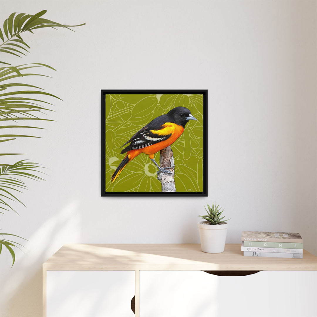 Baltimore Oriole: Maryland State Bird — Framed Canvas Print