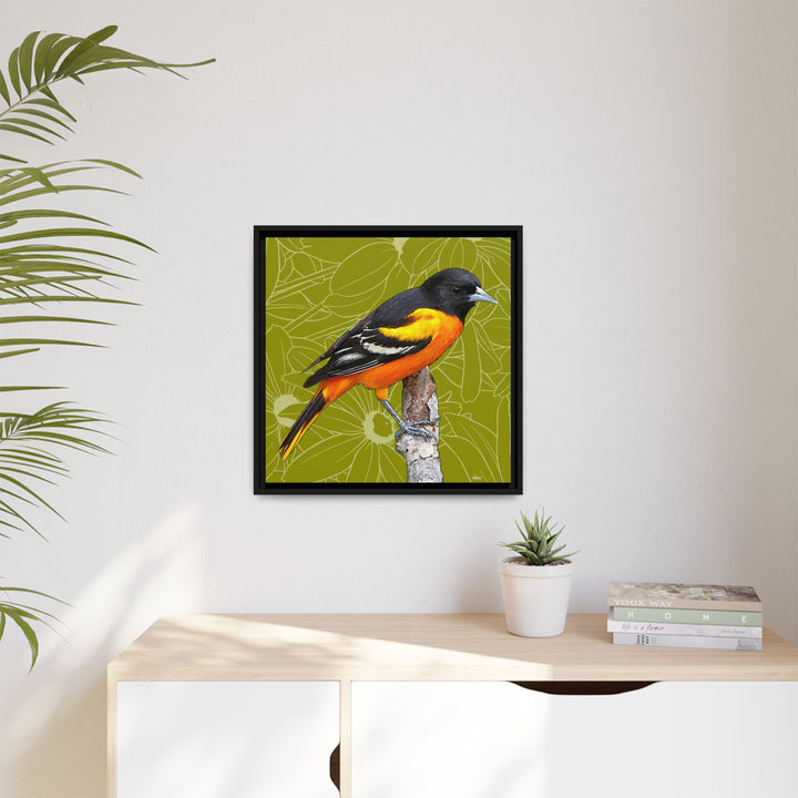 Baltimore Oriole: Maryland State Bird — Framed Canvas Print