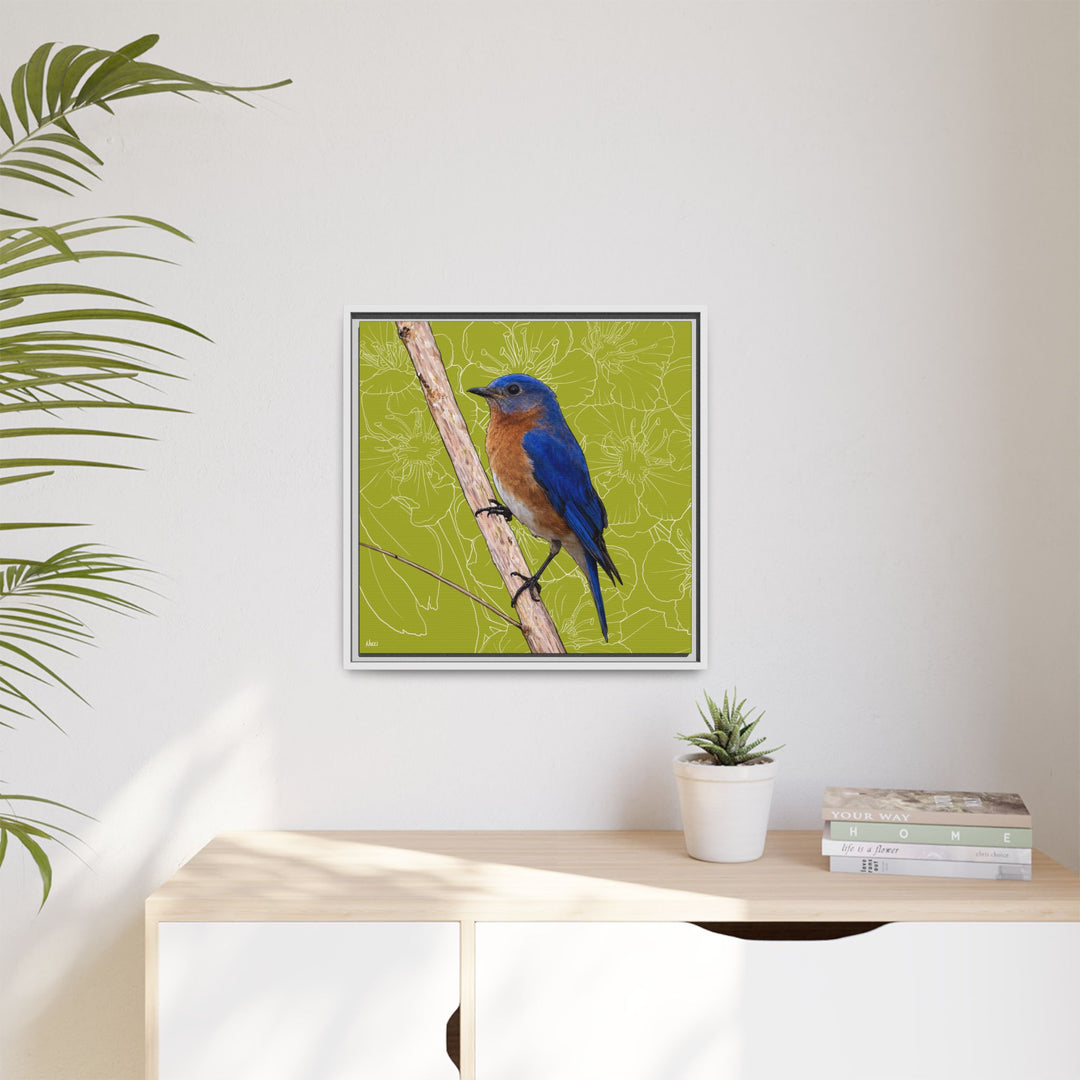 Eastern Bluebird: Missouri State Bird — Framed Canvas Print