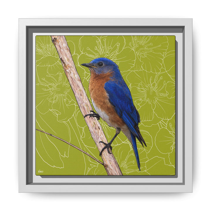 Eastern Bluebird: Missouri State Bird — Framed Canvas Print