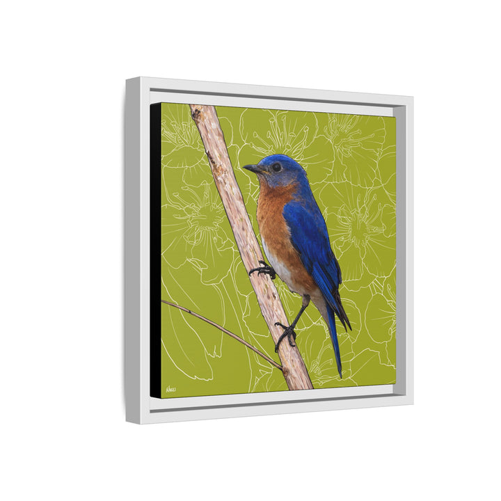 Eastern Bluebird: Missouri State Bird — Framed Canvas Print