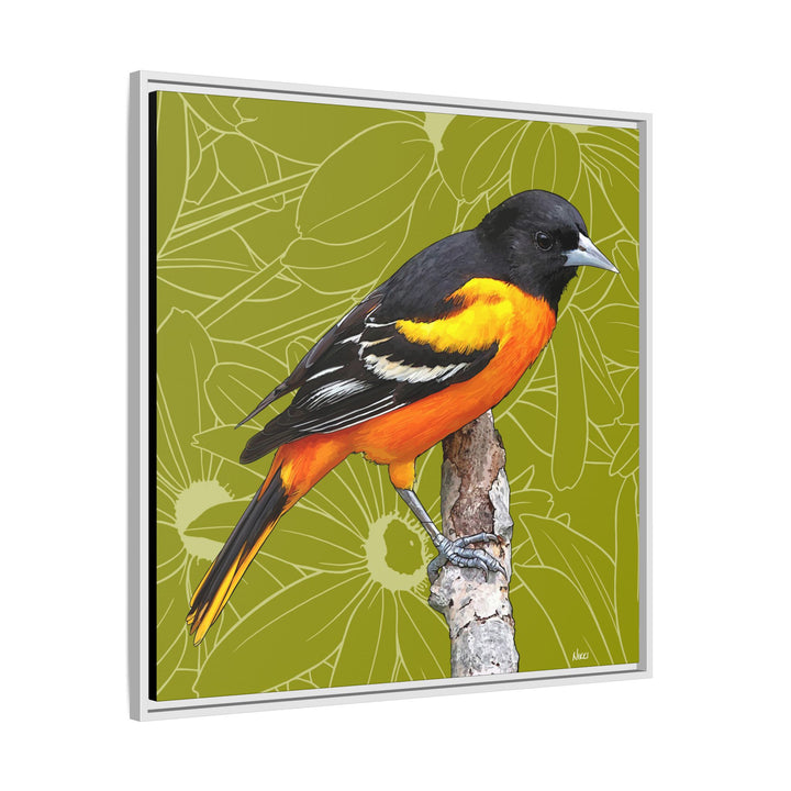 Baltimore Oriole: Maryland State Bird — Framed Canvas Print