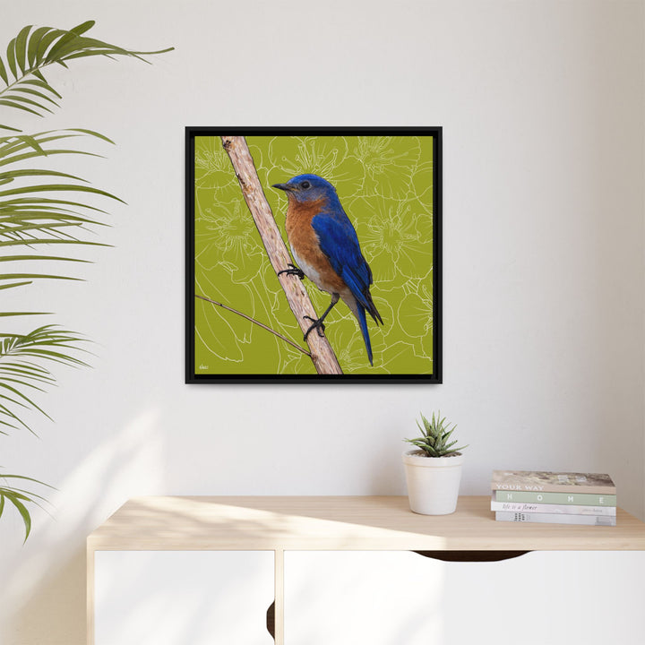 Eastern Bluebird: Missouri State Bird — Framed Canvas Print
