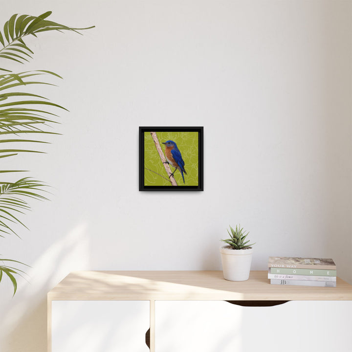 Eastern Bluebird: Missouri State Bird — Framed Canvas Print