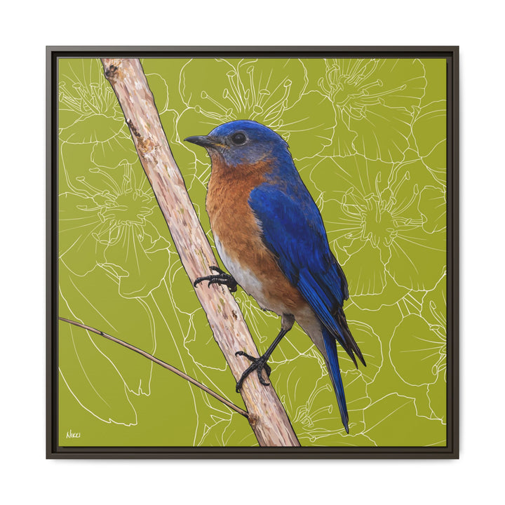 Eastern Bluebird: Missouri State Bird — Framed Canvas Print
