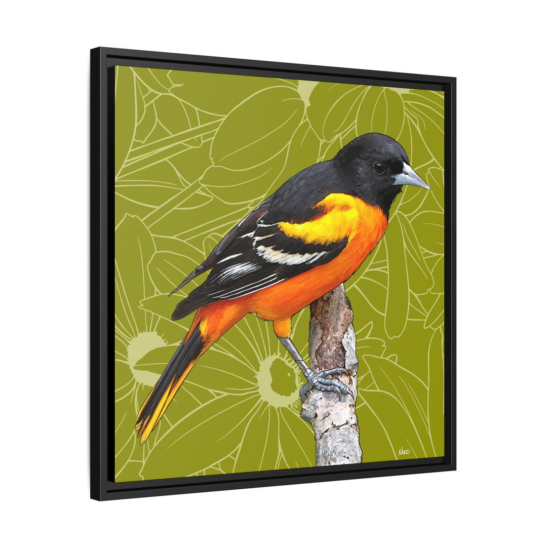 Baltimore Oriole: Maryland State Bird — Framed Canvas Print