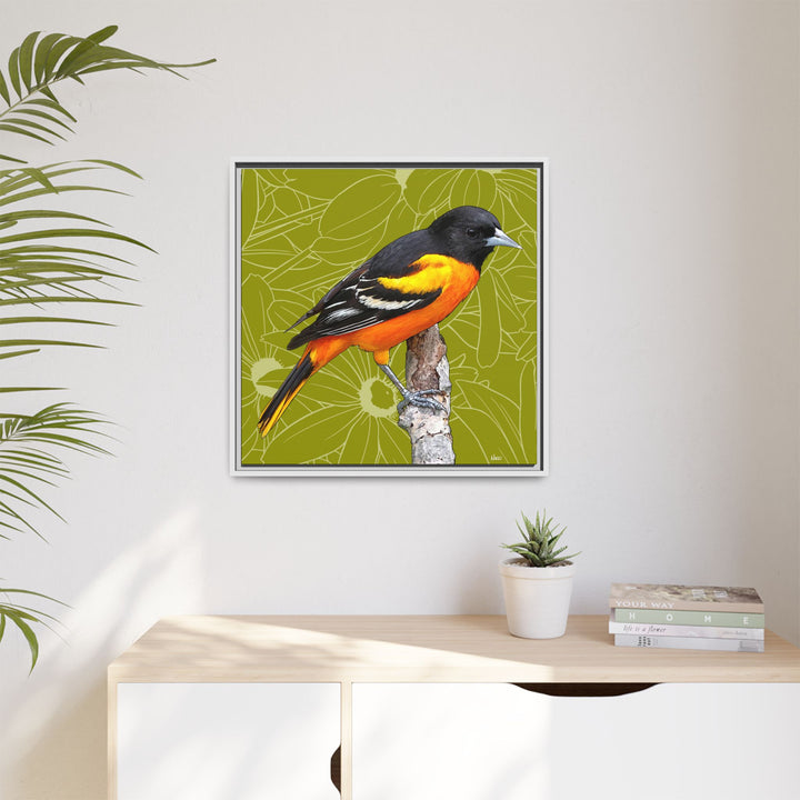 Baltimore Oriole: Maryland State Bird — Framed Canvas Print