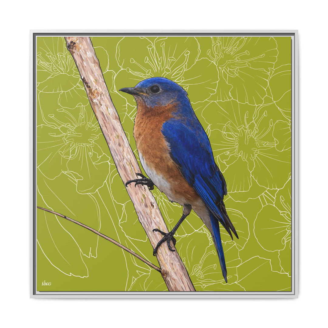 Eastern Bluebird: Missouri State Bird — Framed Canvas Print