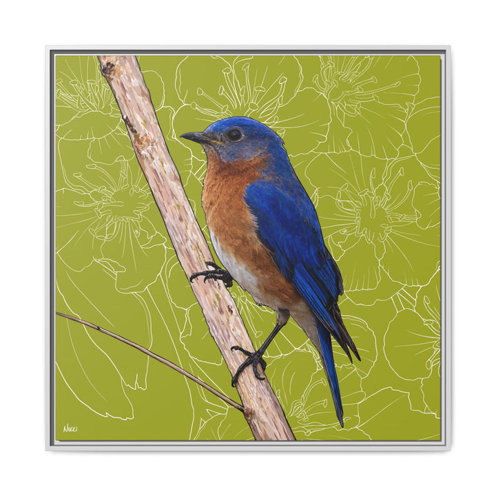 Eastern Bluebird: Missouri State Bird — Framed Canvas Print