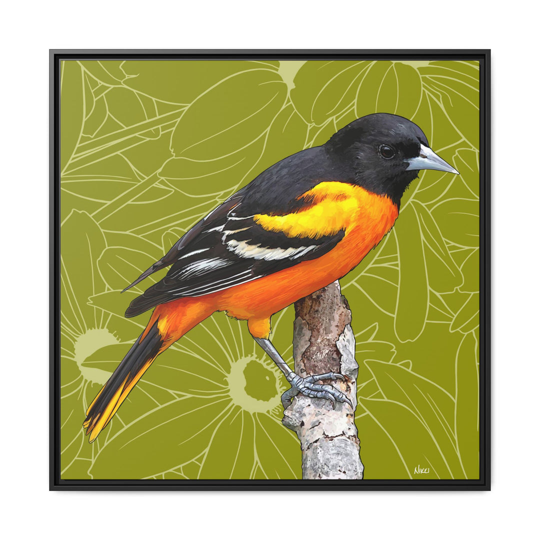 Baltimore Oriole: Maryland State Bird — Framed Canvas Print