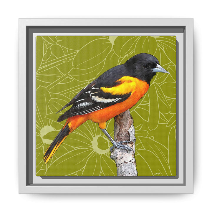 Baltimore Oriole: Maryland State Bird — Framed Canvas Print