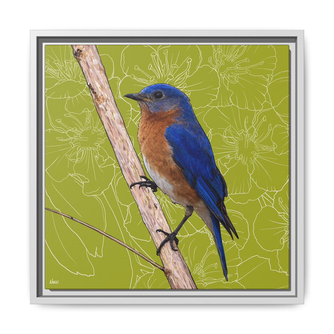 Eastern Bluebird: Missouri State Bird — Framed Canvas Print