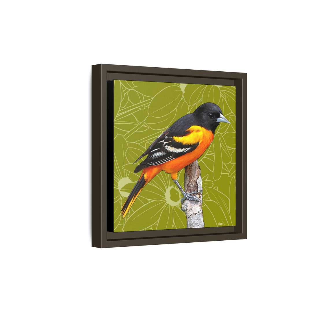 Baltimore Oriole: Maryland State Bird — Framed Canvas Print