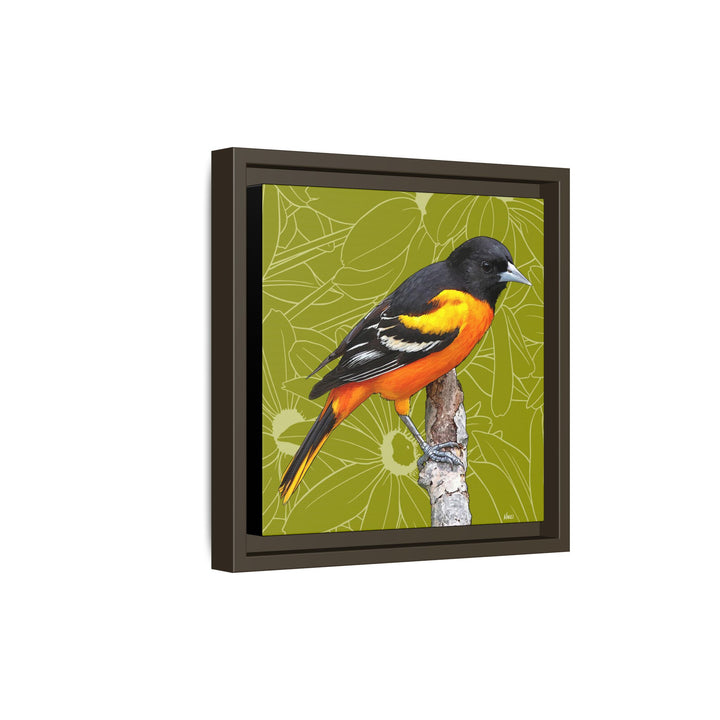 Baltimore Oriole: Maryland State Bird — Framed Canvas Print