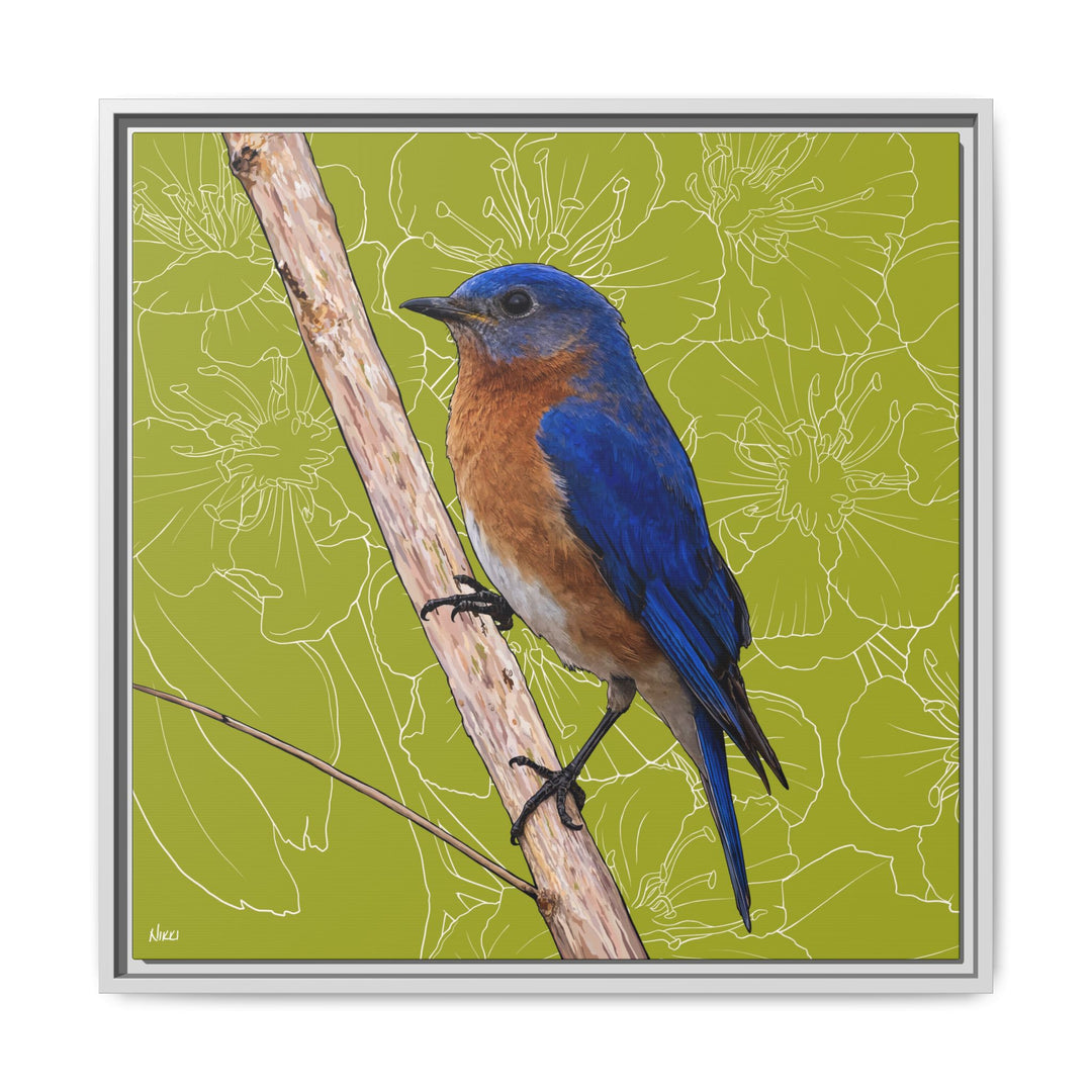 Eastern Bluebird: Missouri State Bird — Framed Canvas Print