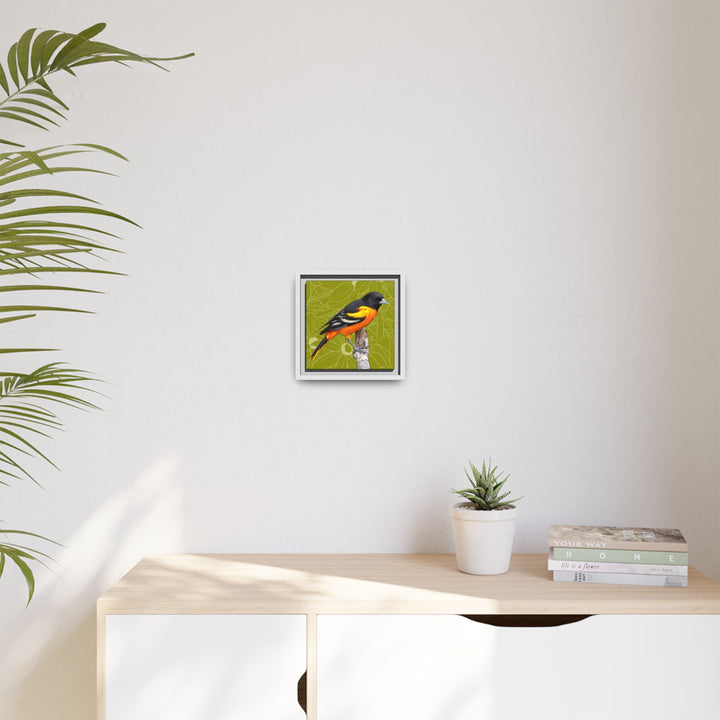 Baltimore Oriole: Maryland State Bird — Framed Canvas Print
