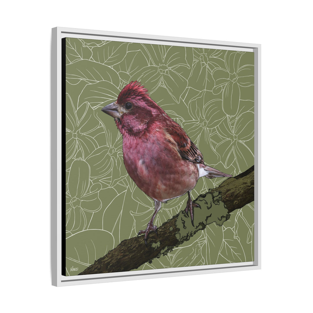 Purple Finch: New Hampshire State Bird — Framed Canvas Print Wall Art