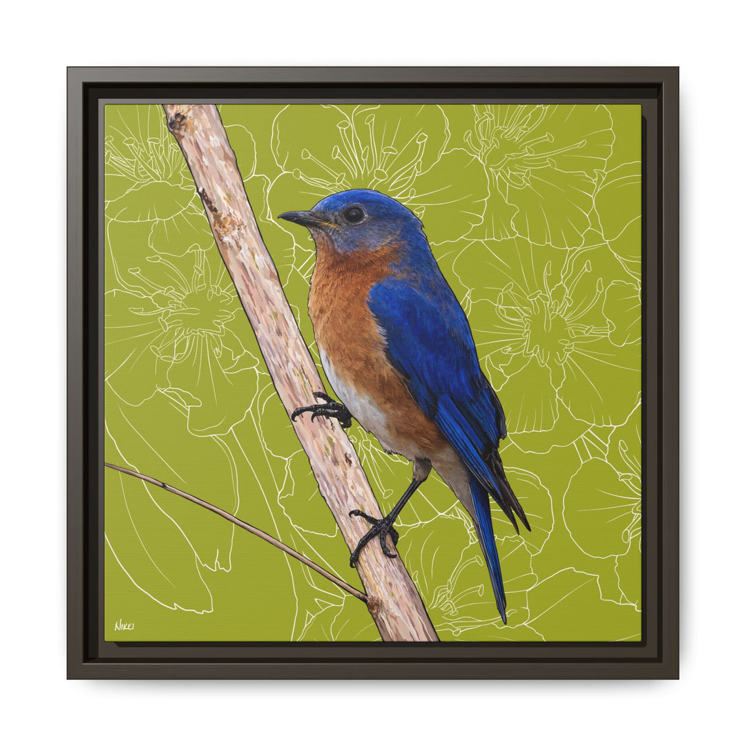 Eastern Bluebird: Missouri State Bird — Framed Canvas Print