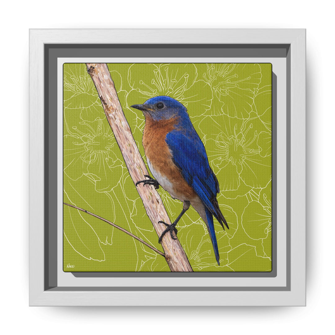 Eastern Bluebird: Missouri State Bird — Framed Canvas Print