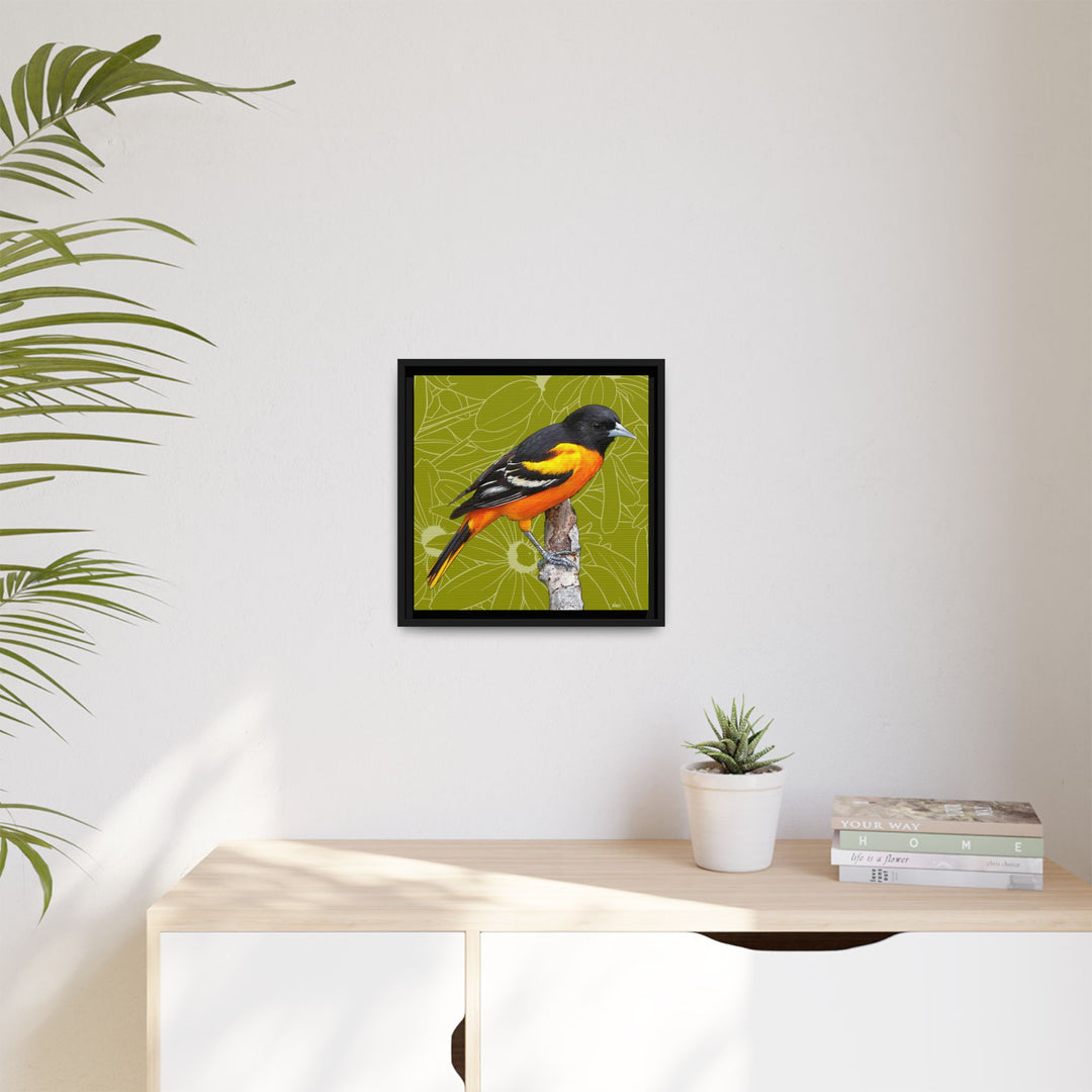 Baltimore Oriole: Maryland State Bird — Framed Canvas Print