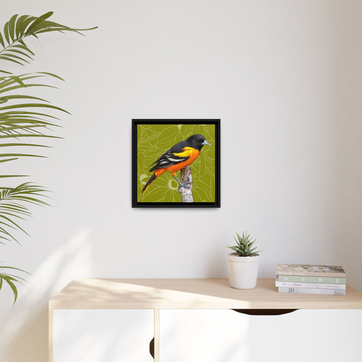 Baltimore Oriole: Maryland State Bird — Framed Canvas Print