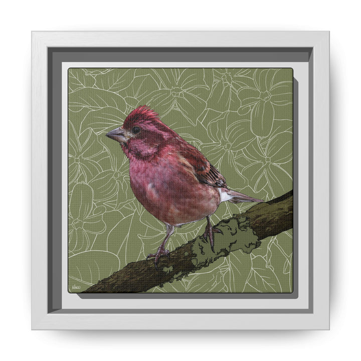 Purple Finch: New Hampshire State Bird — Framed Canvas Print Wall Art