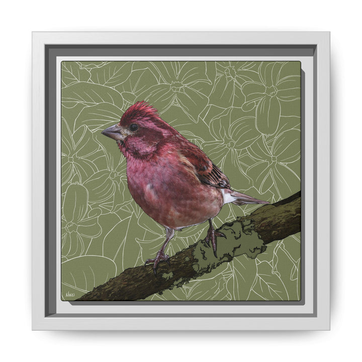 Purple Finch: New Hampshire State Bird — Framed Canvas Print Wall Art