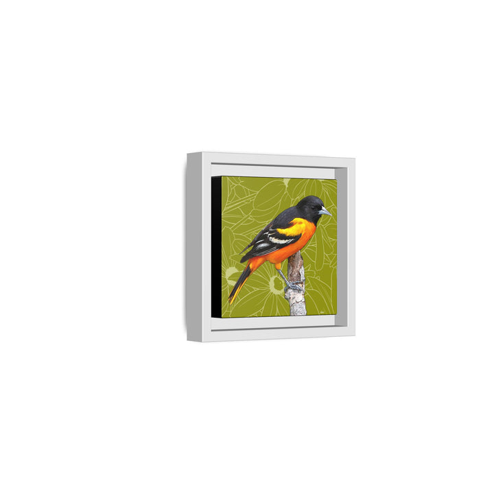 Baltimore Oriole: Maryland State Bird — Framed Canvas Print