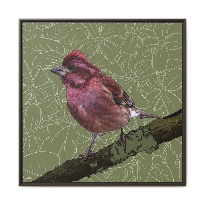 Purple Finch: New Hampshire State Bird — Framed Canvas Print Wall Art