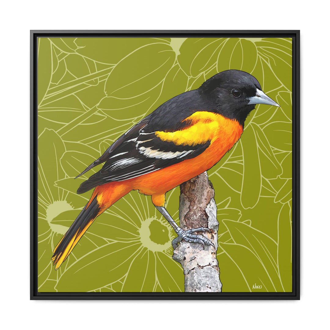 Baltimore Oriole: Maryland State Bird — Framed Canvas Print