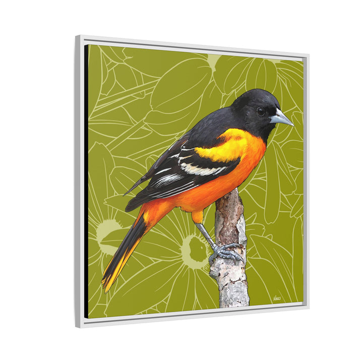 Baltimore Oriole: Maryland State Bird — Framed Canvas Print