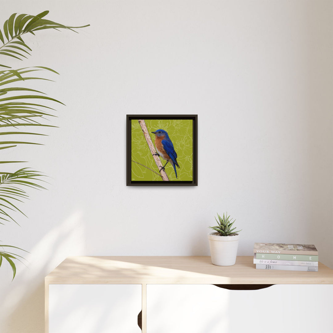 Eastern Bluebird: Missouri State Bird — Framed Canvas Print